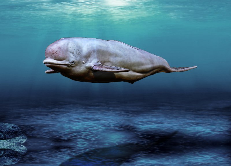 Мыс Белужий