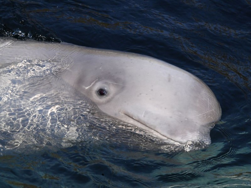 Морские млекопитающие Белуха