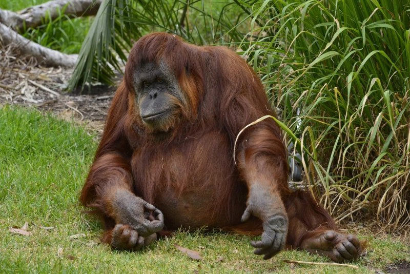 Суматранский орангутан