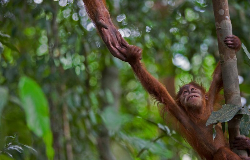 Суматра́нский орангута́н