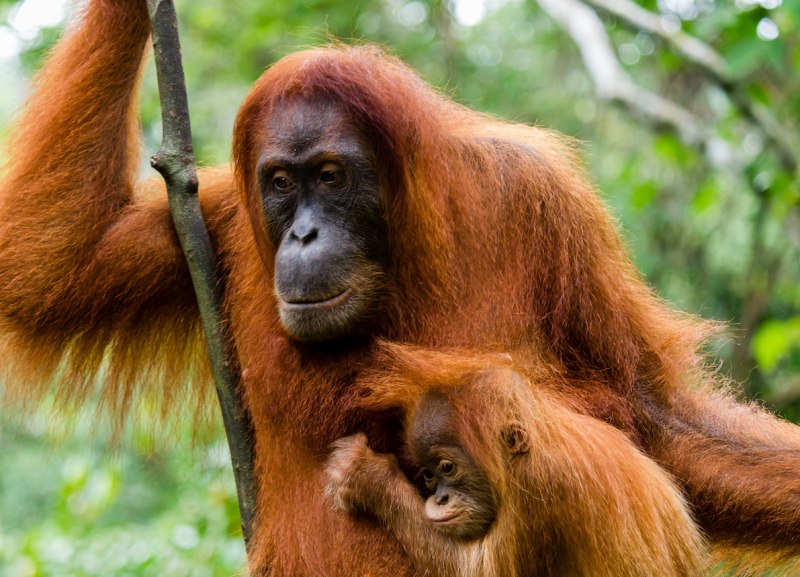 Обезьяны орангутаны Индонезия