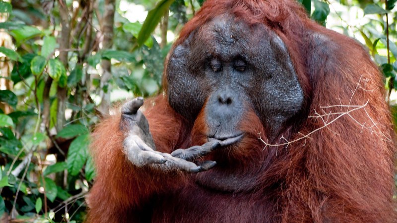 Суматранский орангутанг