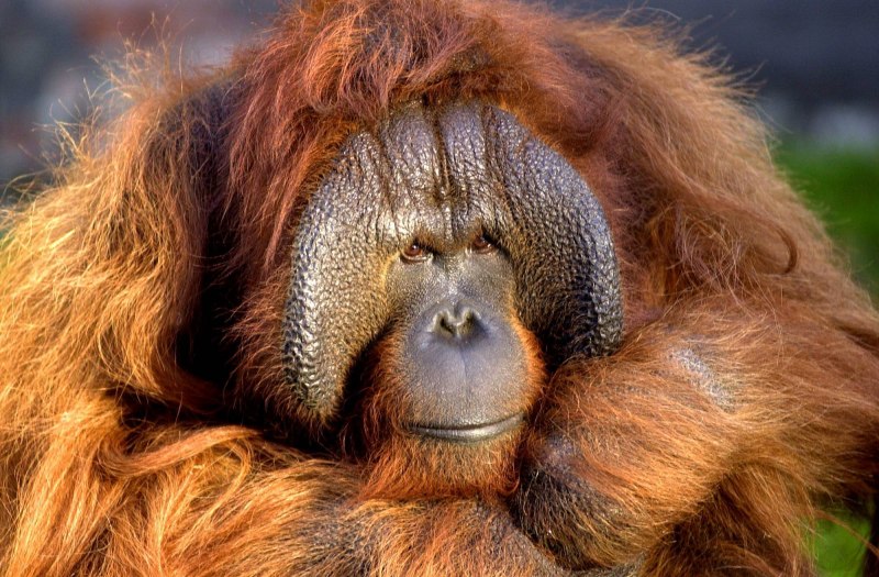 Калимантанский орангутан