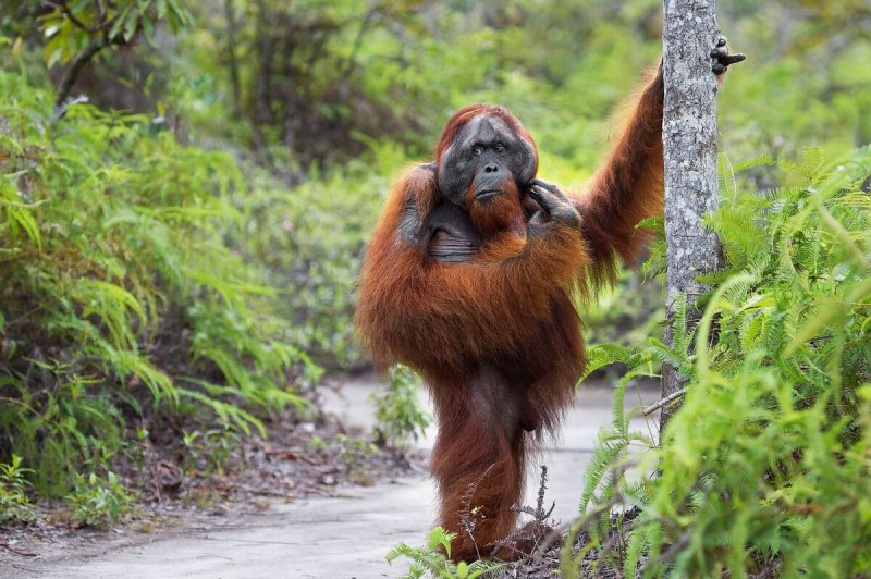Суматранский орангутан детеныш
