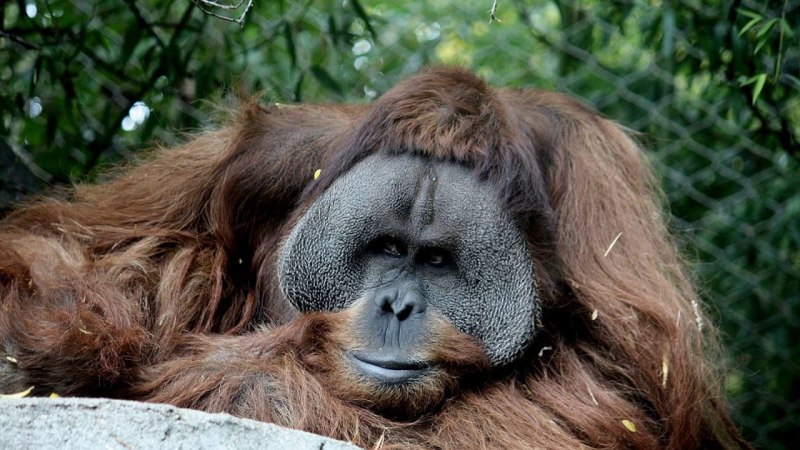 Барнейский арангутанг