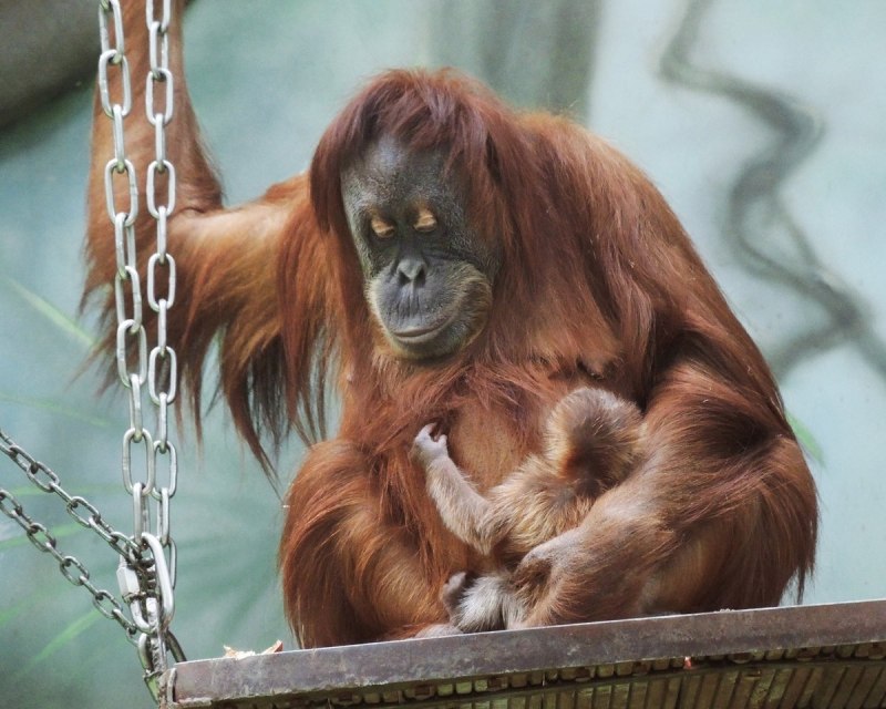Калимантанский орангутанг