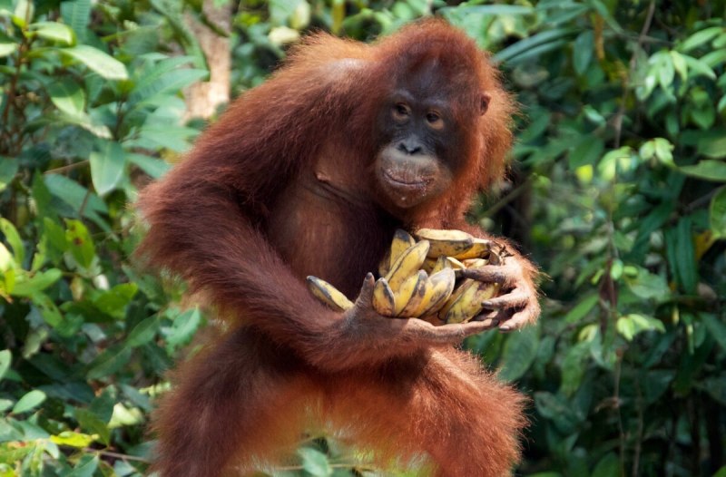 Горилла шимпанзе и орангутанг