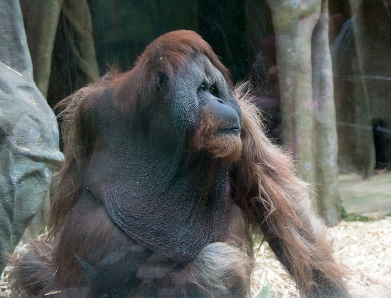 Макак суматранский