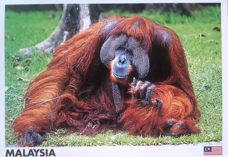 Обезьяна с синей мордой и золотистой шерстью