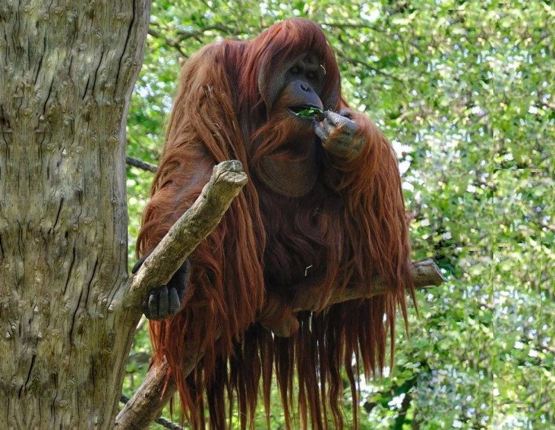 Суматранский орангутанг