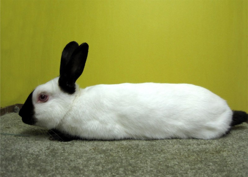 Горностаевая порода кроликов