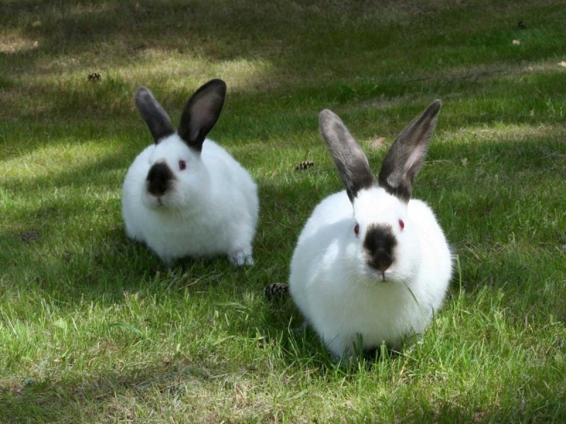 Крольчата породы Аляска