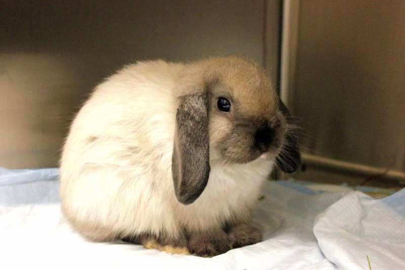 Горностаевый кролик