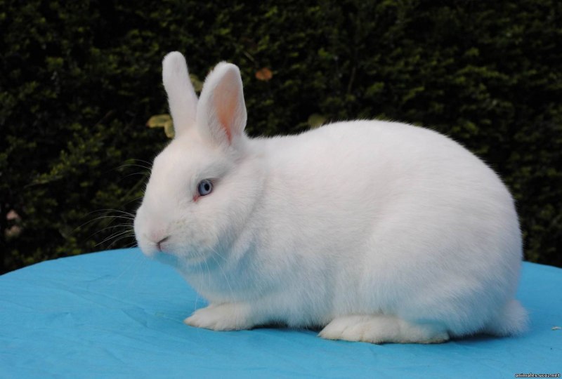 Горностаевая порода кроликов