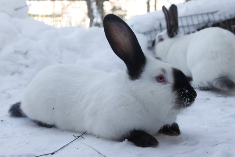 Кролики калифорнийской породы