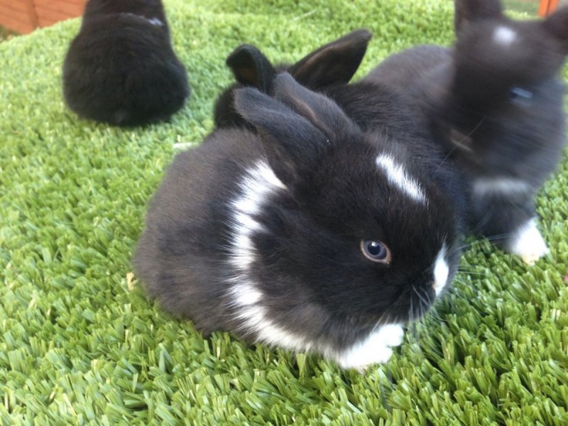 Калифорнийский гигант кролик
