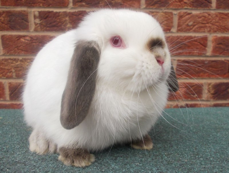 Гималайская порода кроликов
