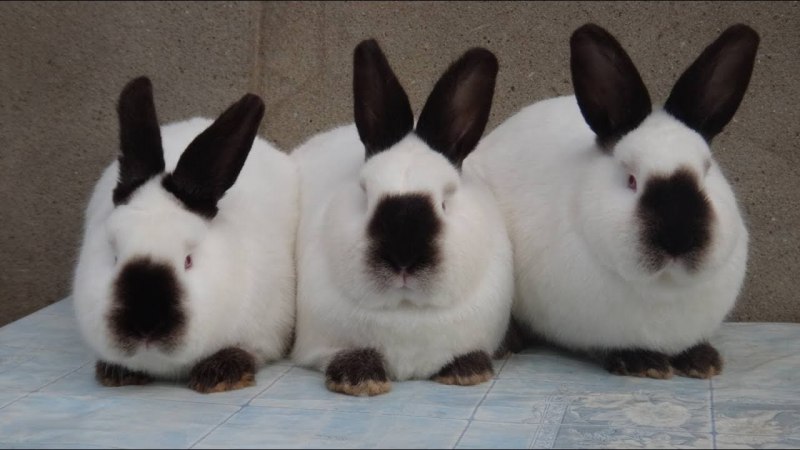 Кролик породы горностаевый (калифорнийский)