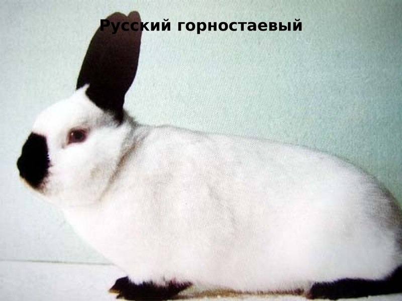 Милый кролик