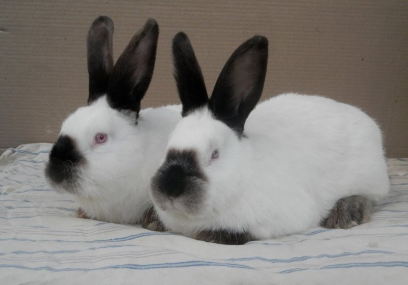 Европейский кролик меланист