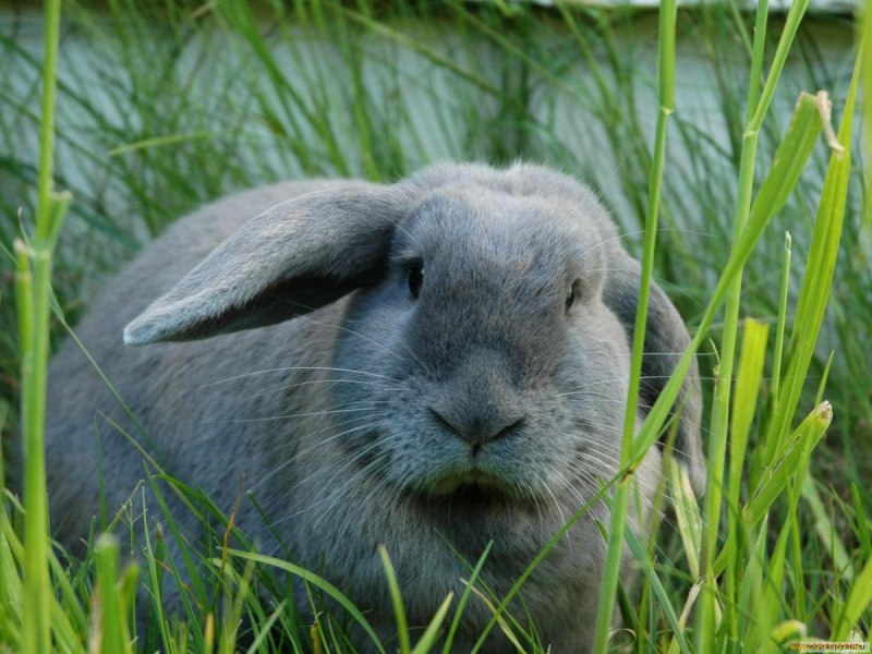 Калифорнийская бабочка порода кроликов