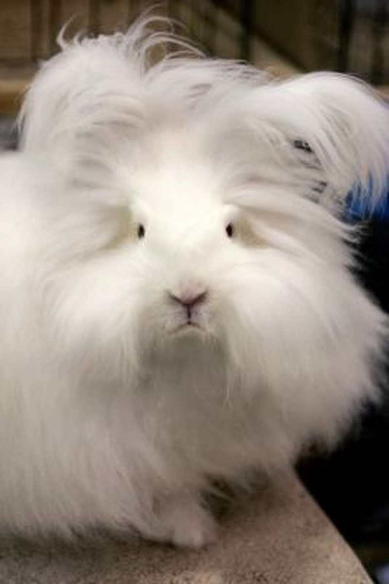 Калифорнийские кролики строкачи