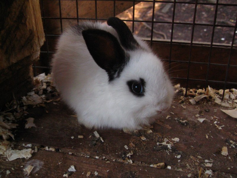 Калифорнийские кролики с крольчатами