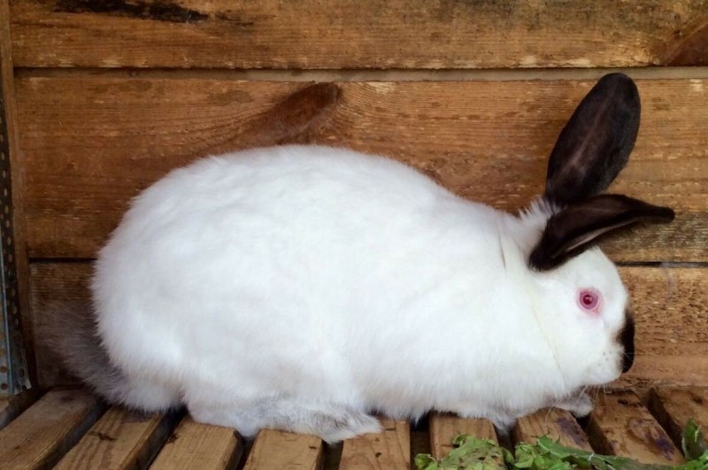 Гималайский карликовый кролик
