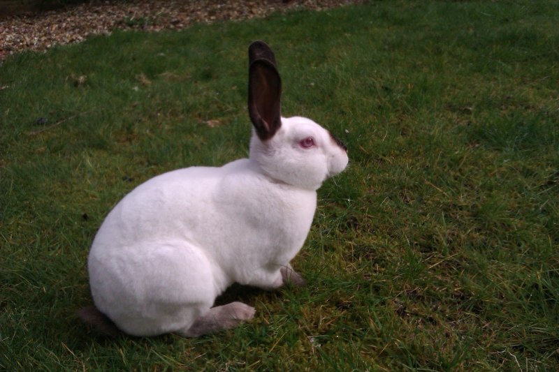 Венский черный кролик