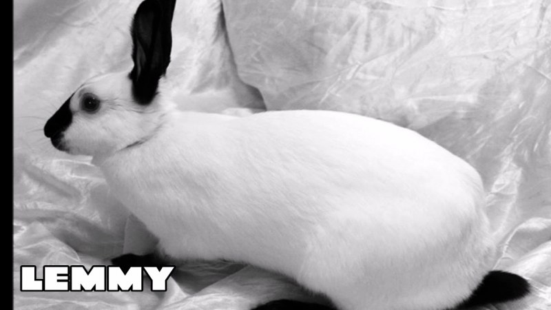 Азовский горностаевый кролик