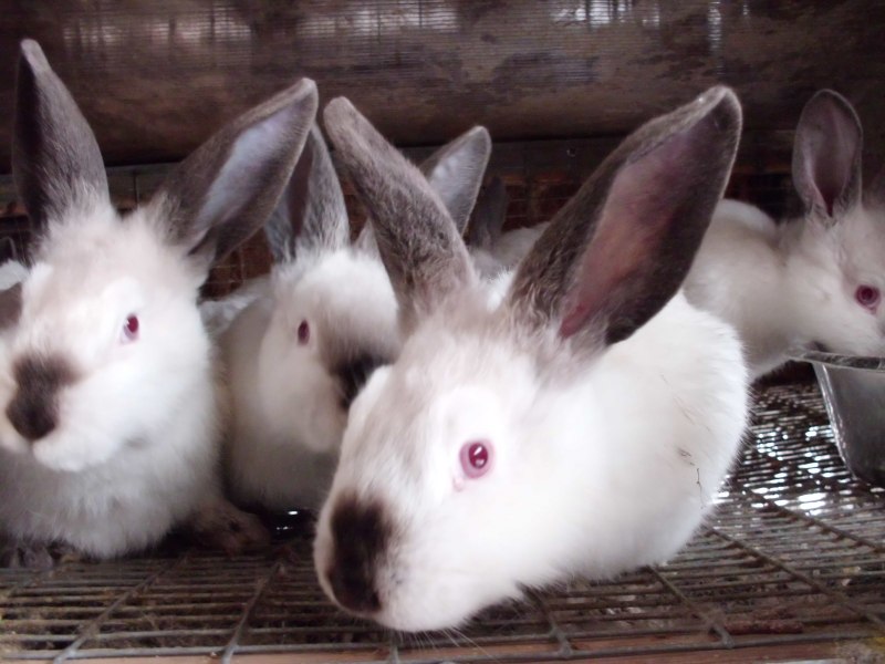 Кролики калифорнийцы