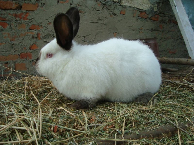 Русский горностаевый кролик