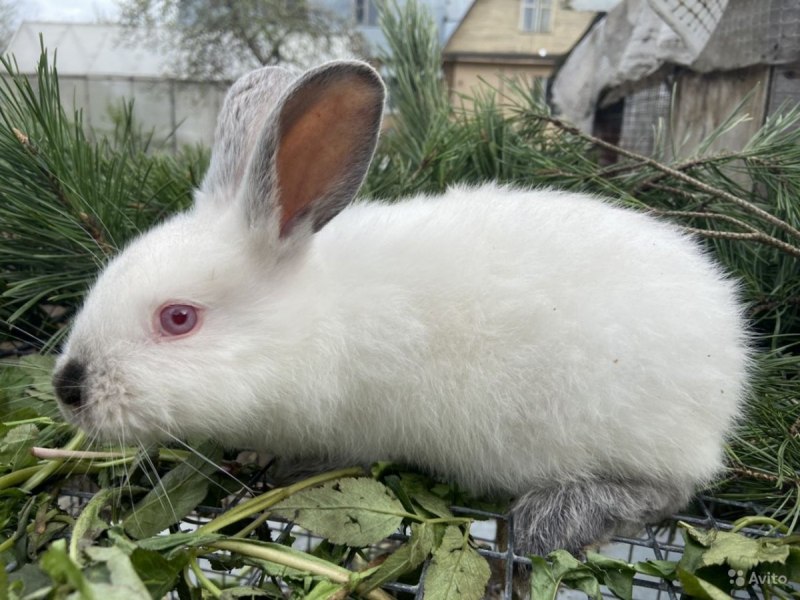 Кролики породы горностай