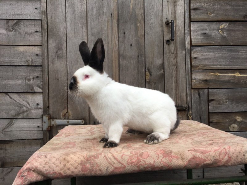 Кролики породы Калифорния