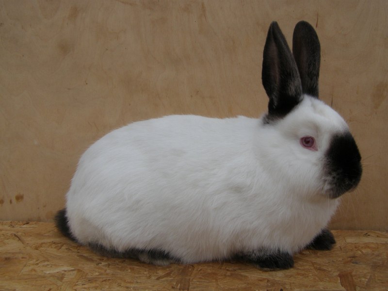 Кролики калифорнийцы