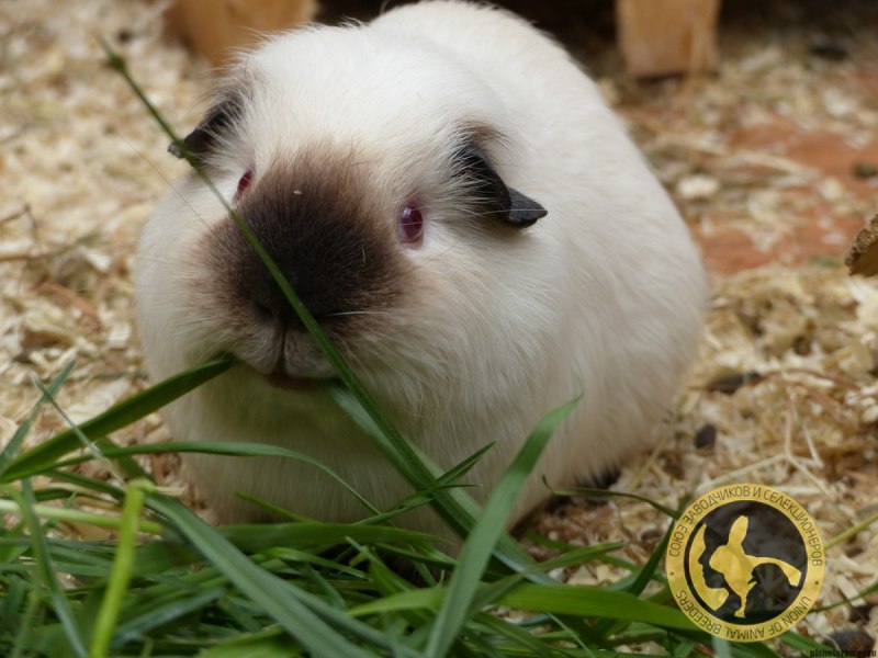 Гигантский ангорский кролик