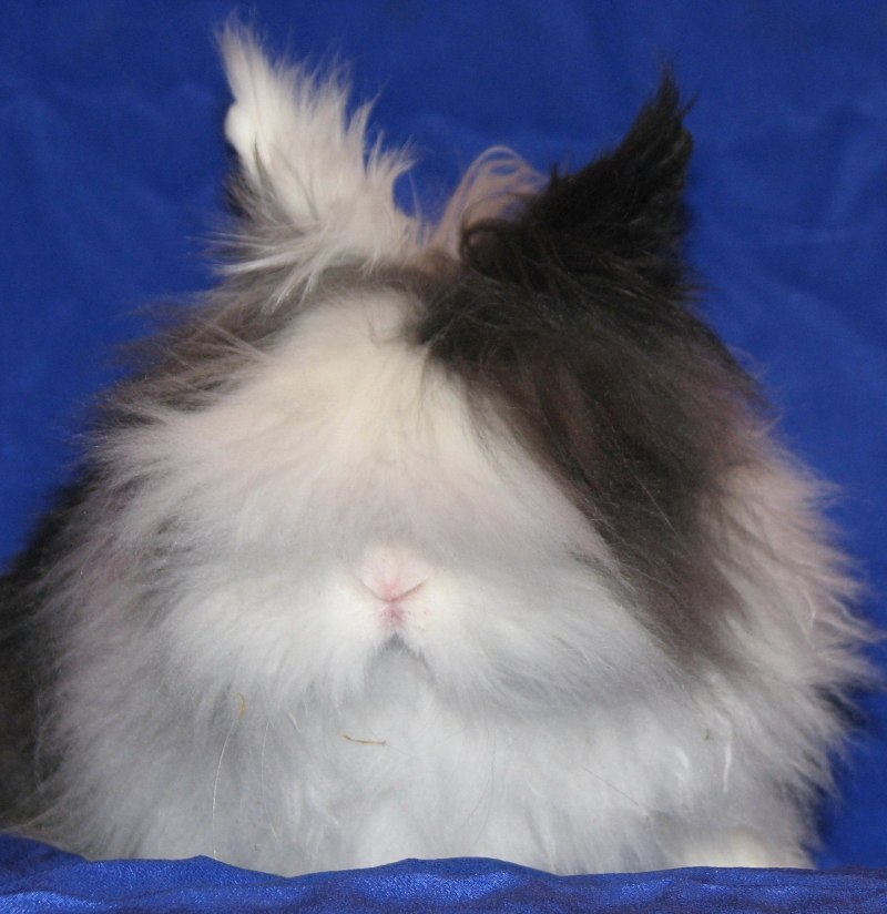 Датский голландский кролик