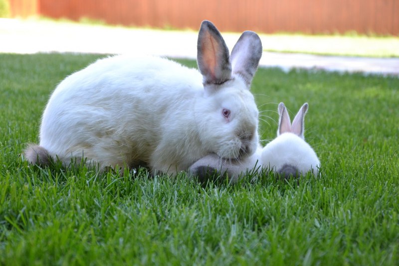 Кролики породы Аляска