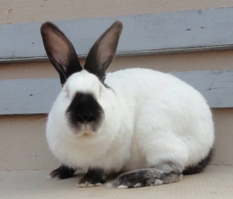 Французский ангорский кролик