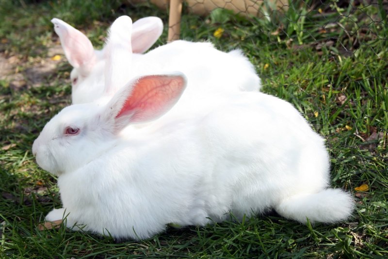 Ангорский кролик черный