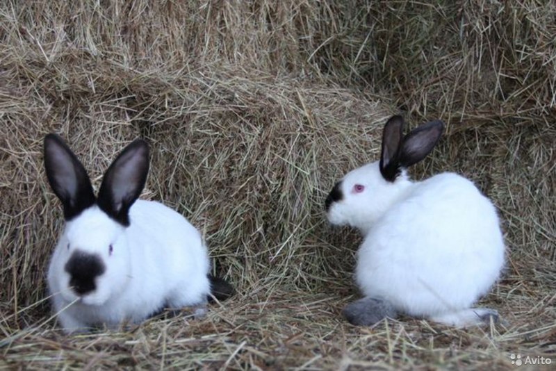 Кролик обычный