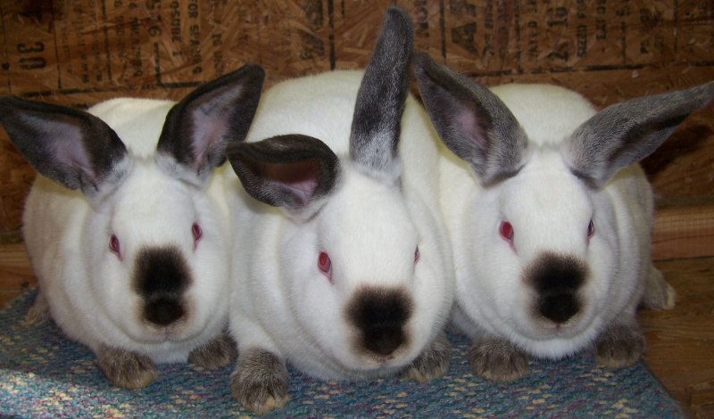 Заяц Беляк Забайкалья