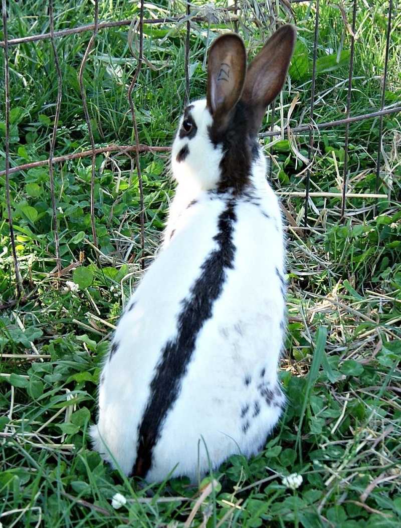 Голубой ангорский кролик
