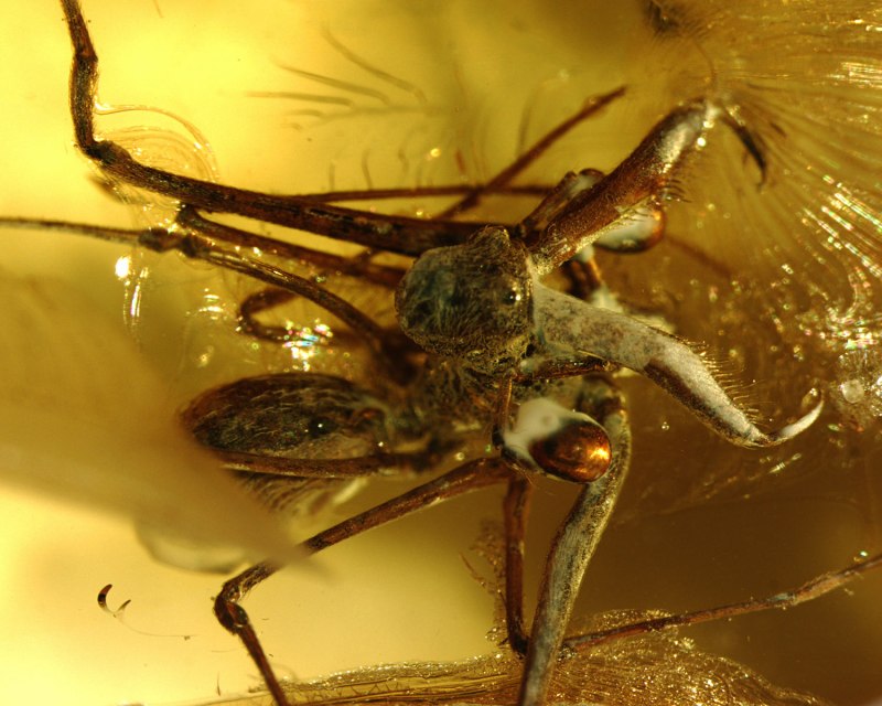 Мадагаскарский паук убийца