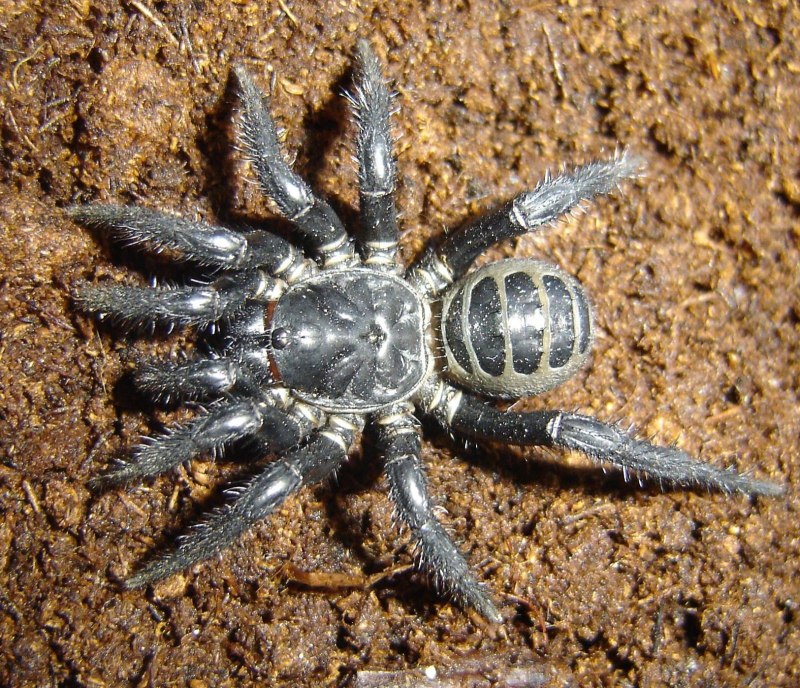 Паучьи лапки Макросъемка