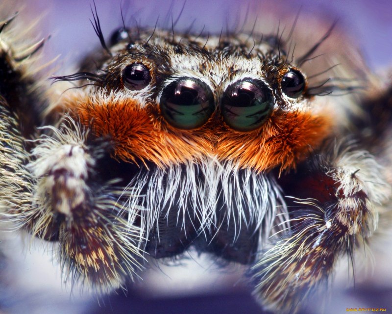 Scorpions Nat geo Wild