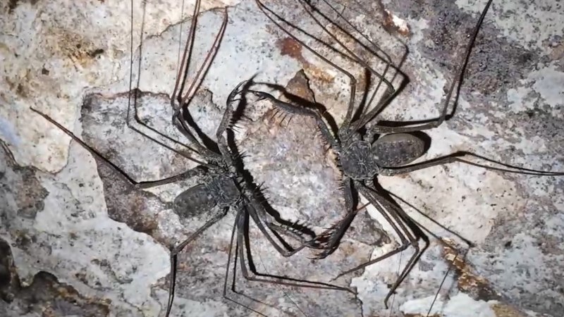 Домашние пауки мертвые