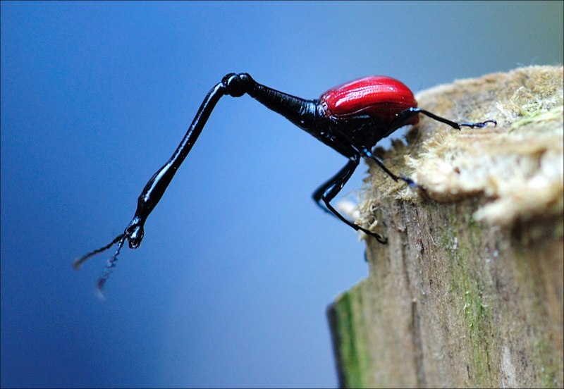 Паук эрезус чёрный