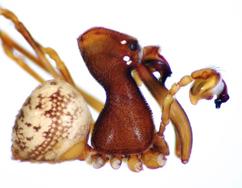 Пауки убийцы