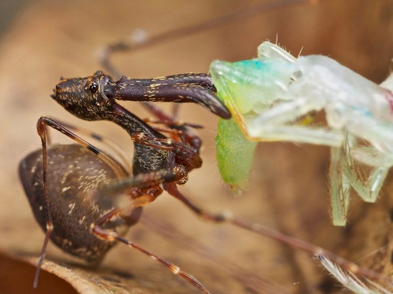 Мадагаскарский паук убийца